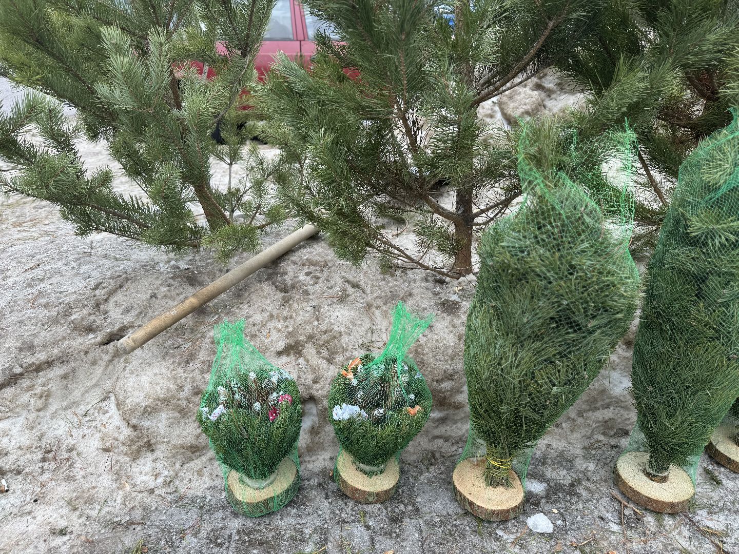 Елочные базары,зима в подмосковье,Сосны и ели,ленинский городской округ,