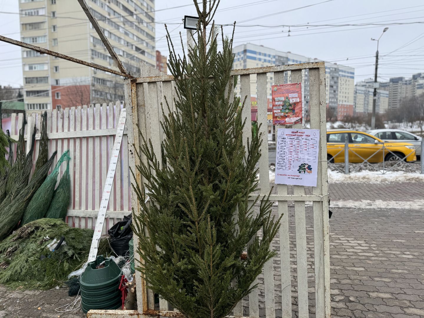 Елочные базары,зима в подмосковье,Сосны и ели,ленинский городской округ,