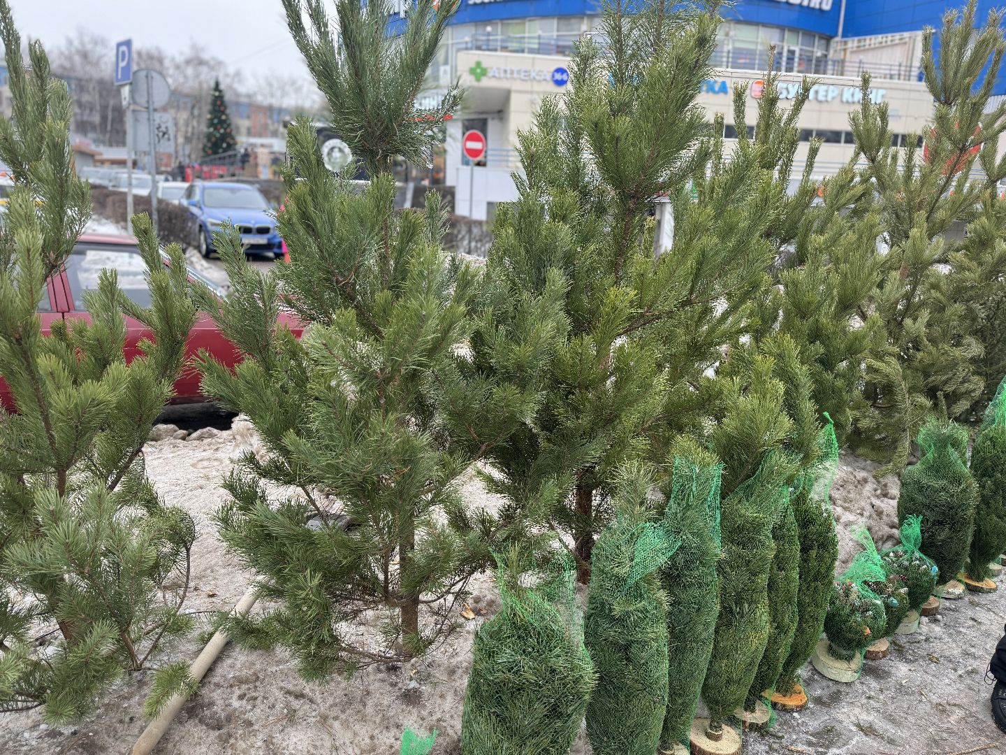 Елочные базары,зима в подмосковье,Сосны и ели,ленинский городской округ,