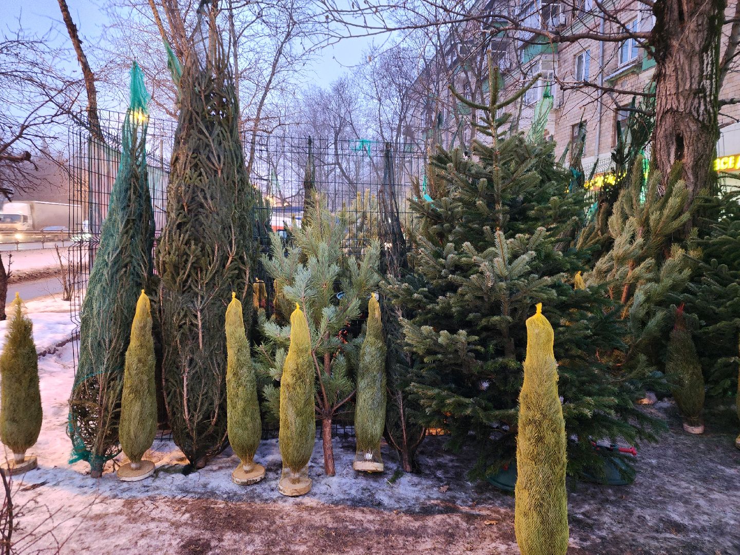 Новый год, елочный базар, новогоднее настроение, вертикалки, зима в подмосковье,