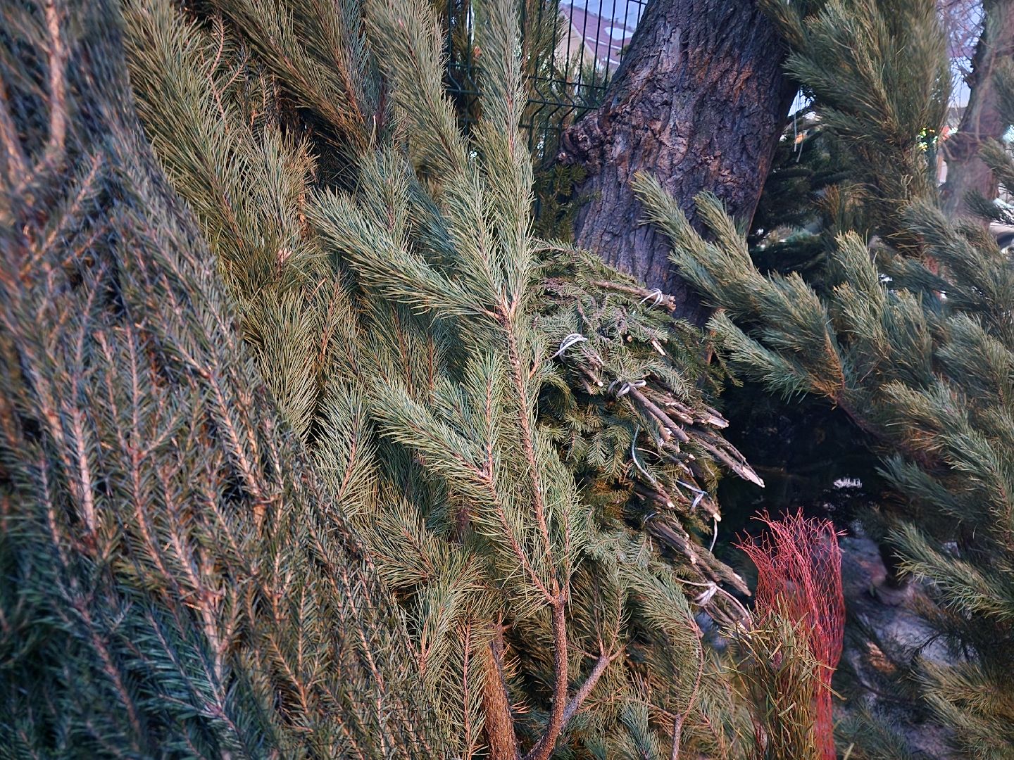 Новый год, елочный базар, новогоднее настроение, вертикалки, зима в подмосковье,