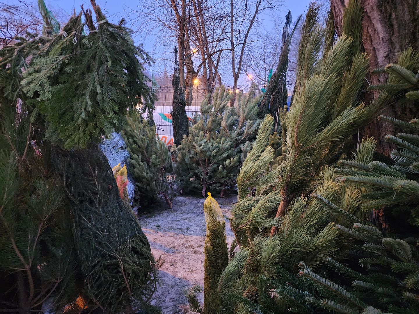 Новый год, елочный базар, новогоднее настроение, вертикалки, зима в подмосковье,