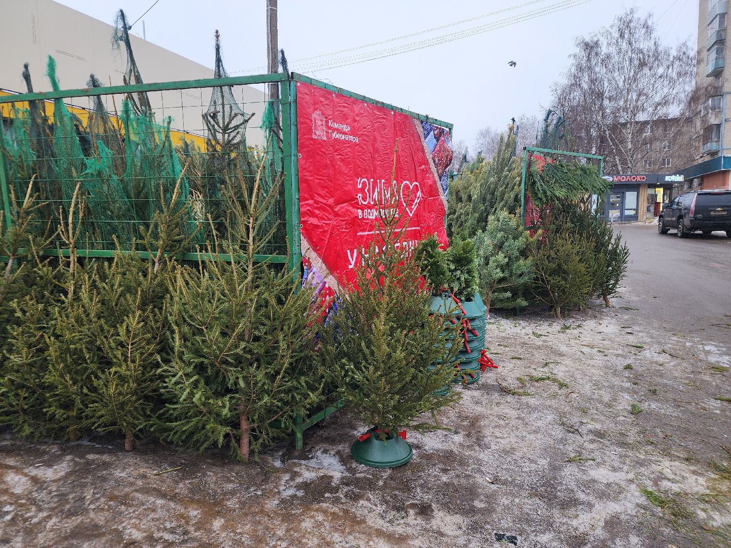 вертикалки, подольск, ели, сосны, новый год,