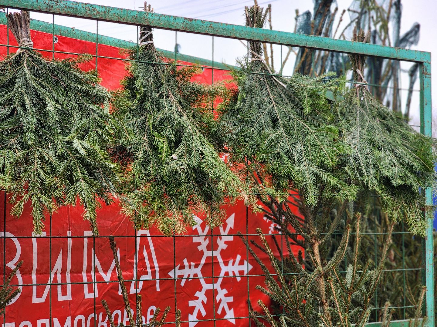 вертикалки, подольск, ели, сосны, новый год,