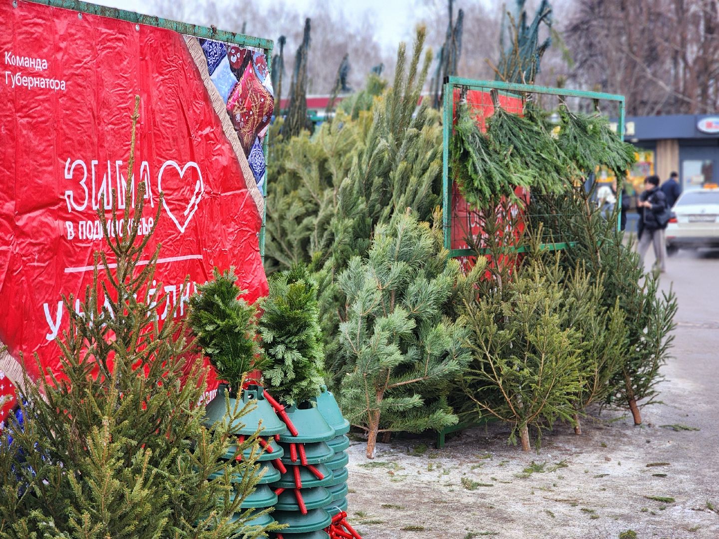 вертикалки, подольск, ели, сосны, новый год,