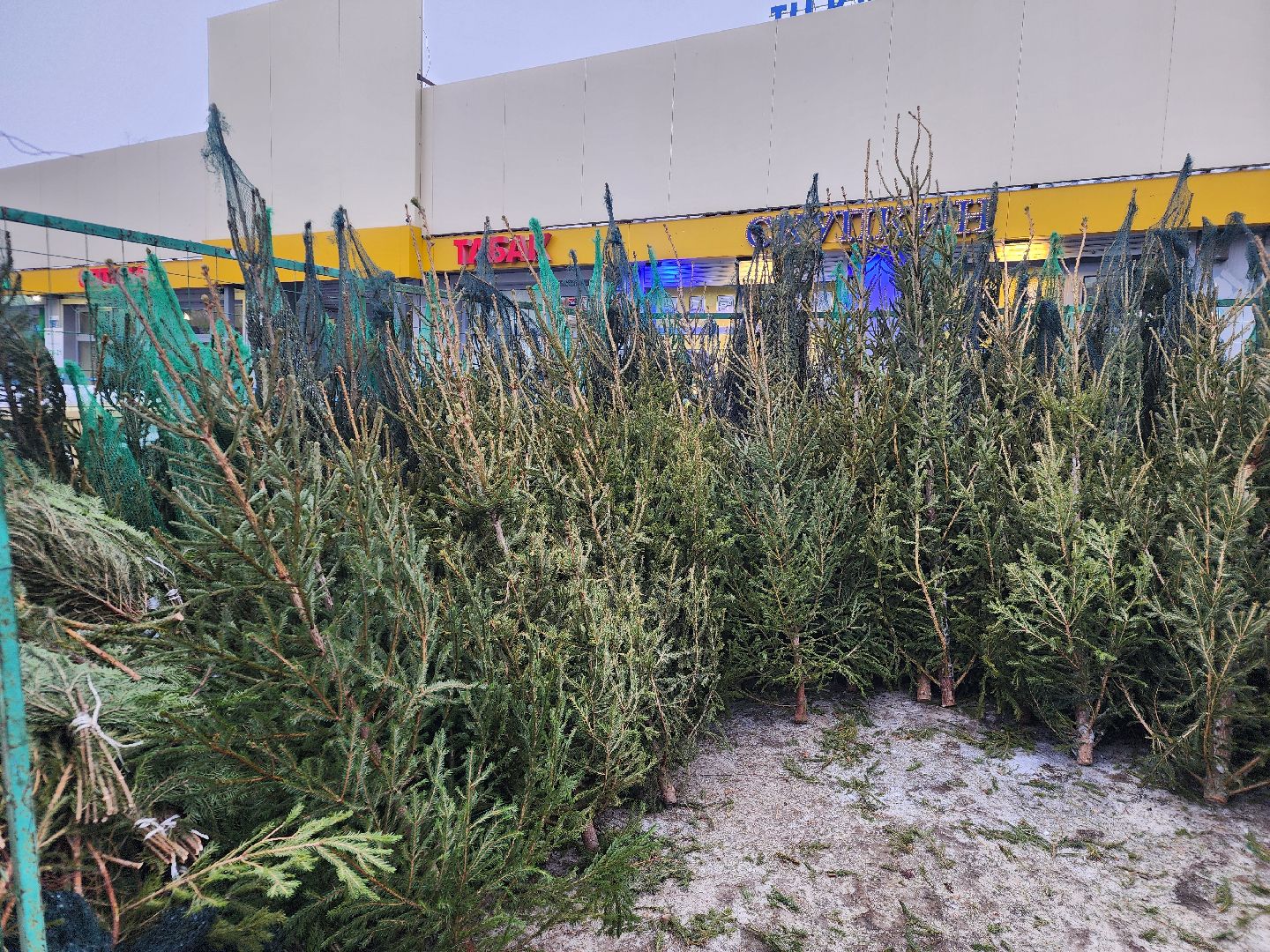 вертикалки, подольск, ели, сосны, новый год,