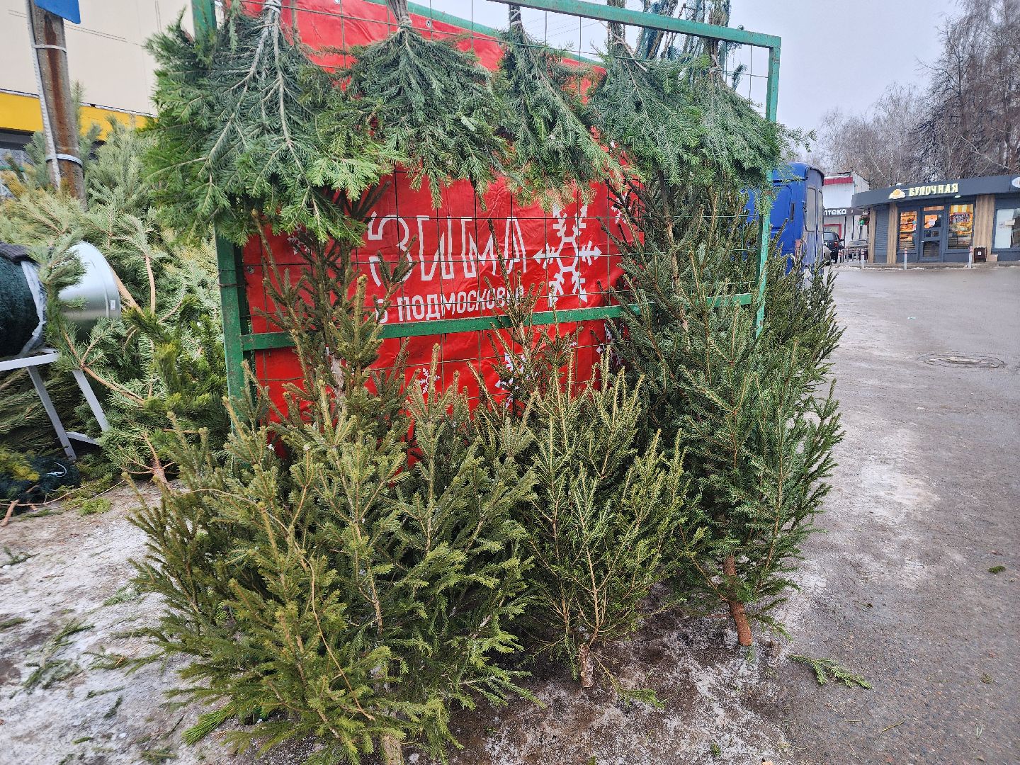 вертикалки, подольск, ели, сосны, новый год,