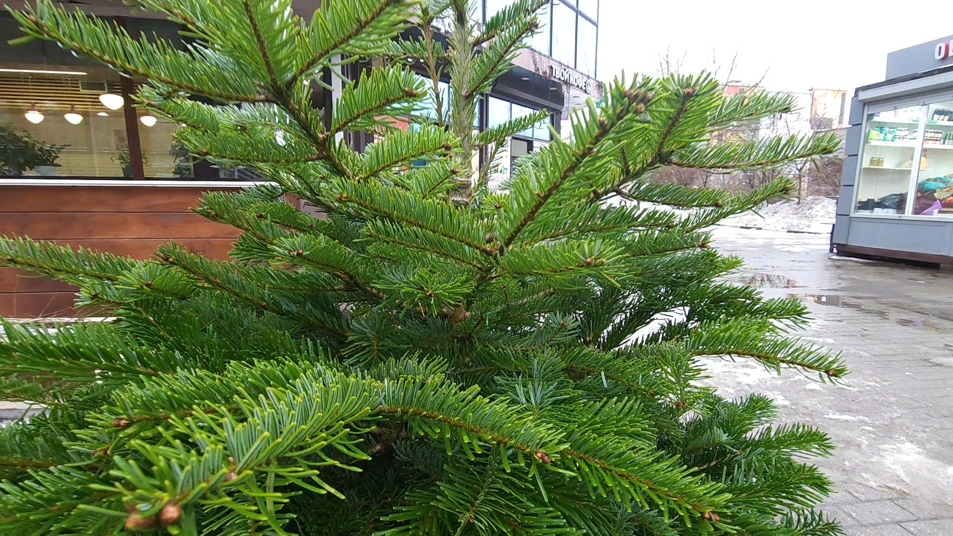 Одинцово, новый год, елки, вертикалки,