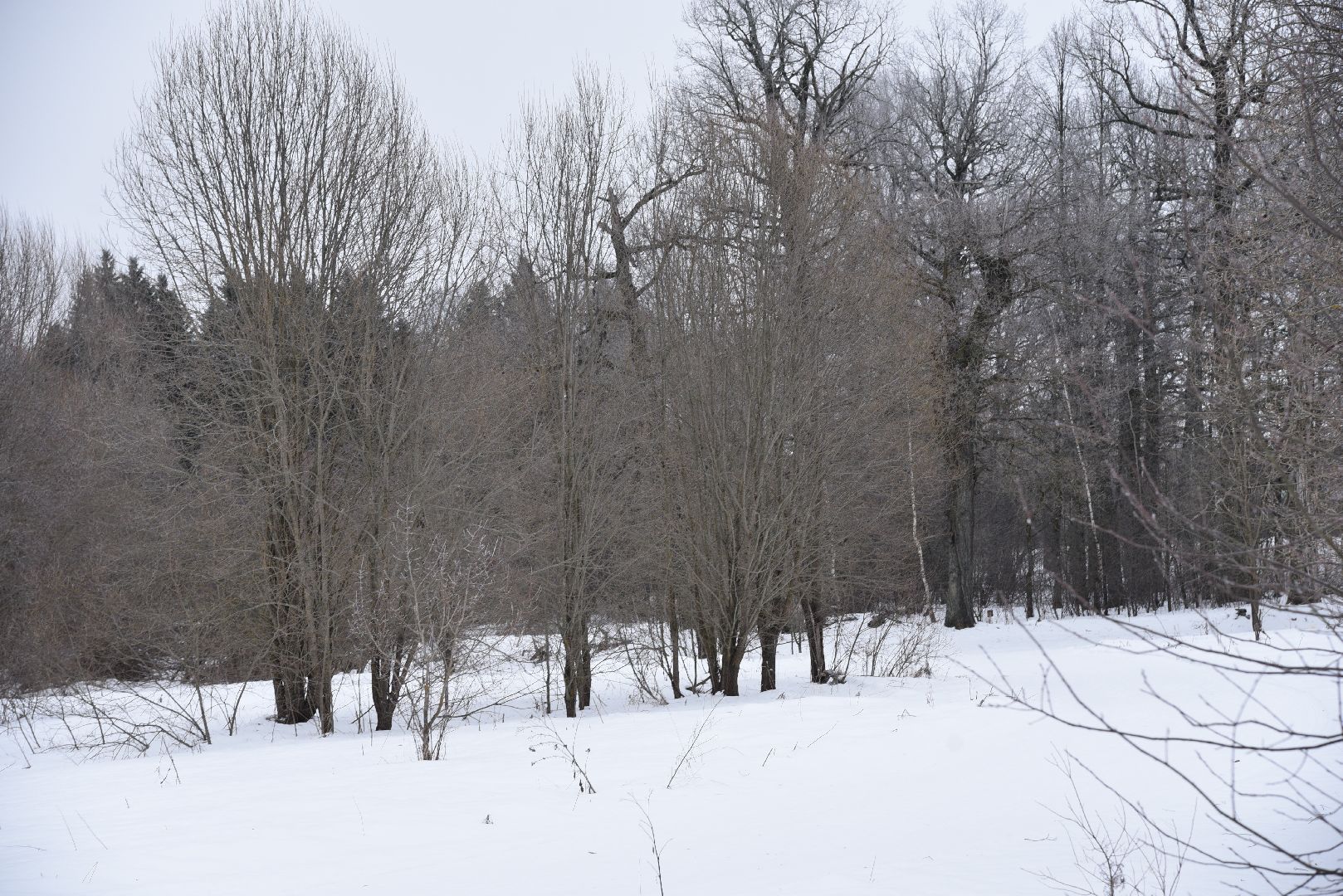 лотошино, праздник, фейерверки, салюты, новый год, вертикалки,