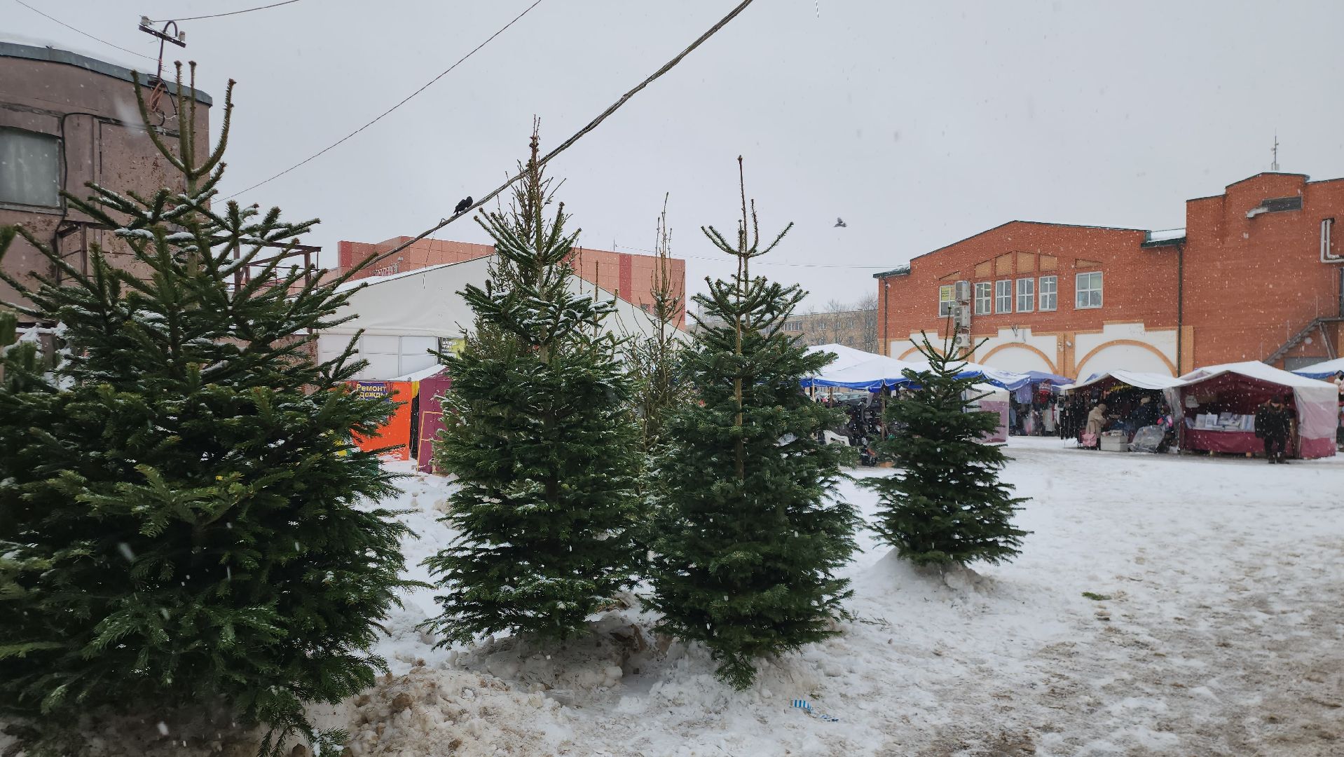 елочный базар, новый год, истра, вертикалки,