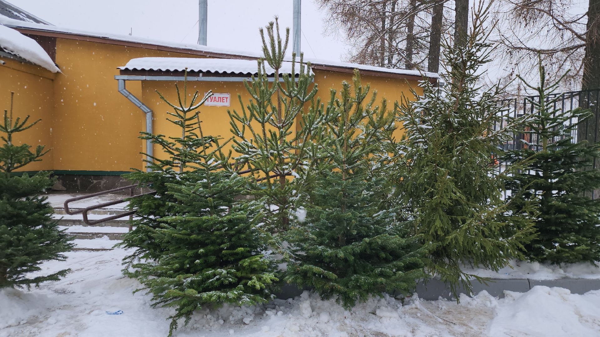 елочный базар, новый год, истра, вертикалки,