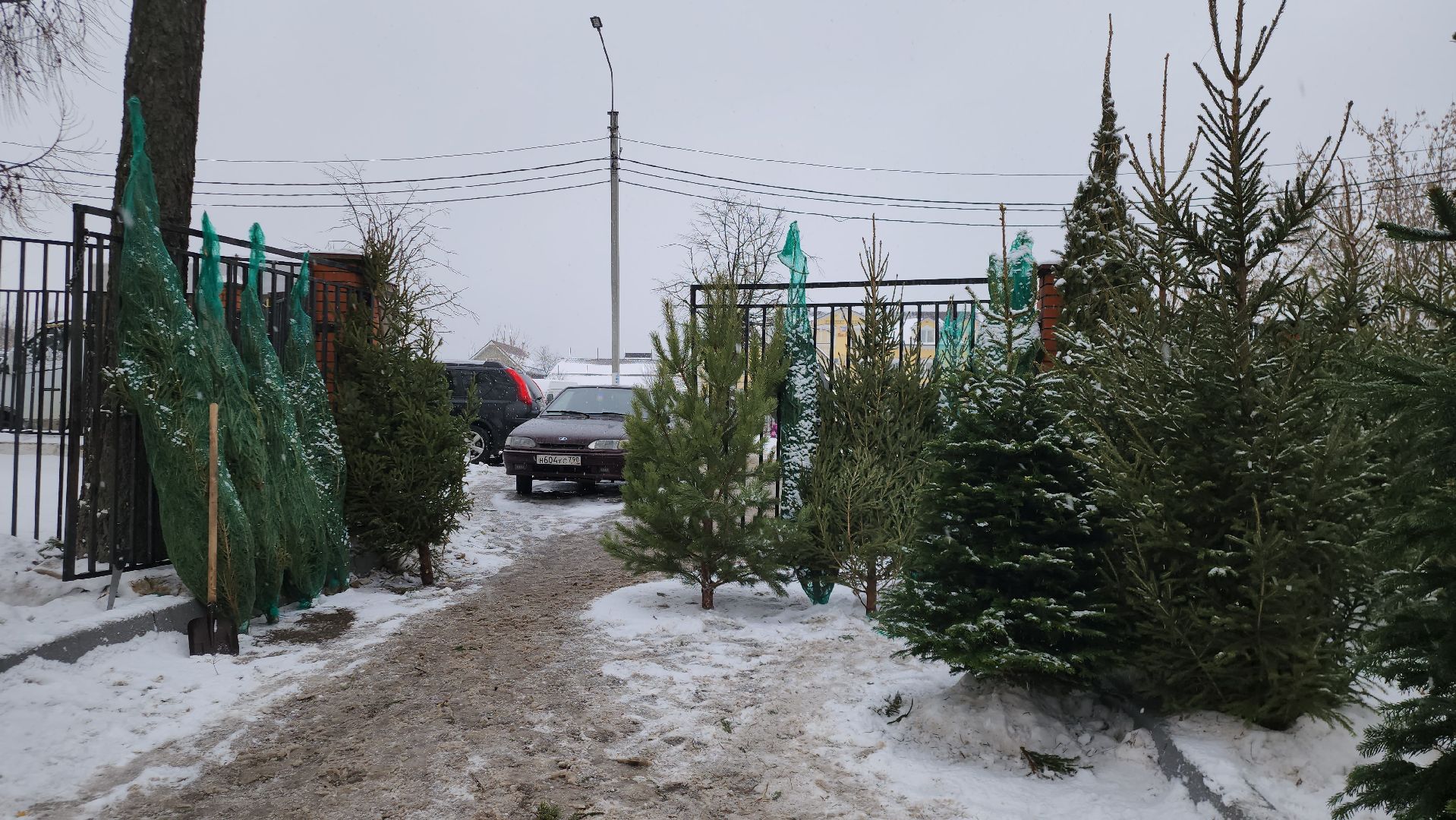 елочный базар, новый год, истра, вертикалки,