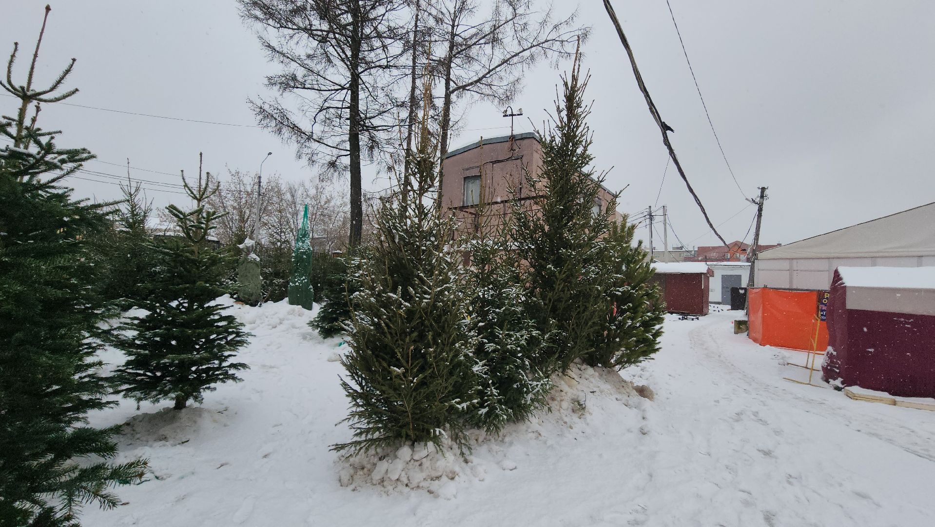 елочный базар, новый год, истра, вертикалки,