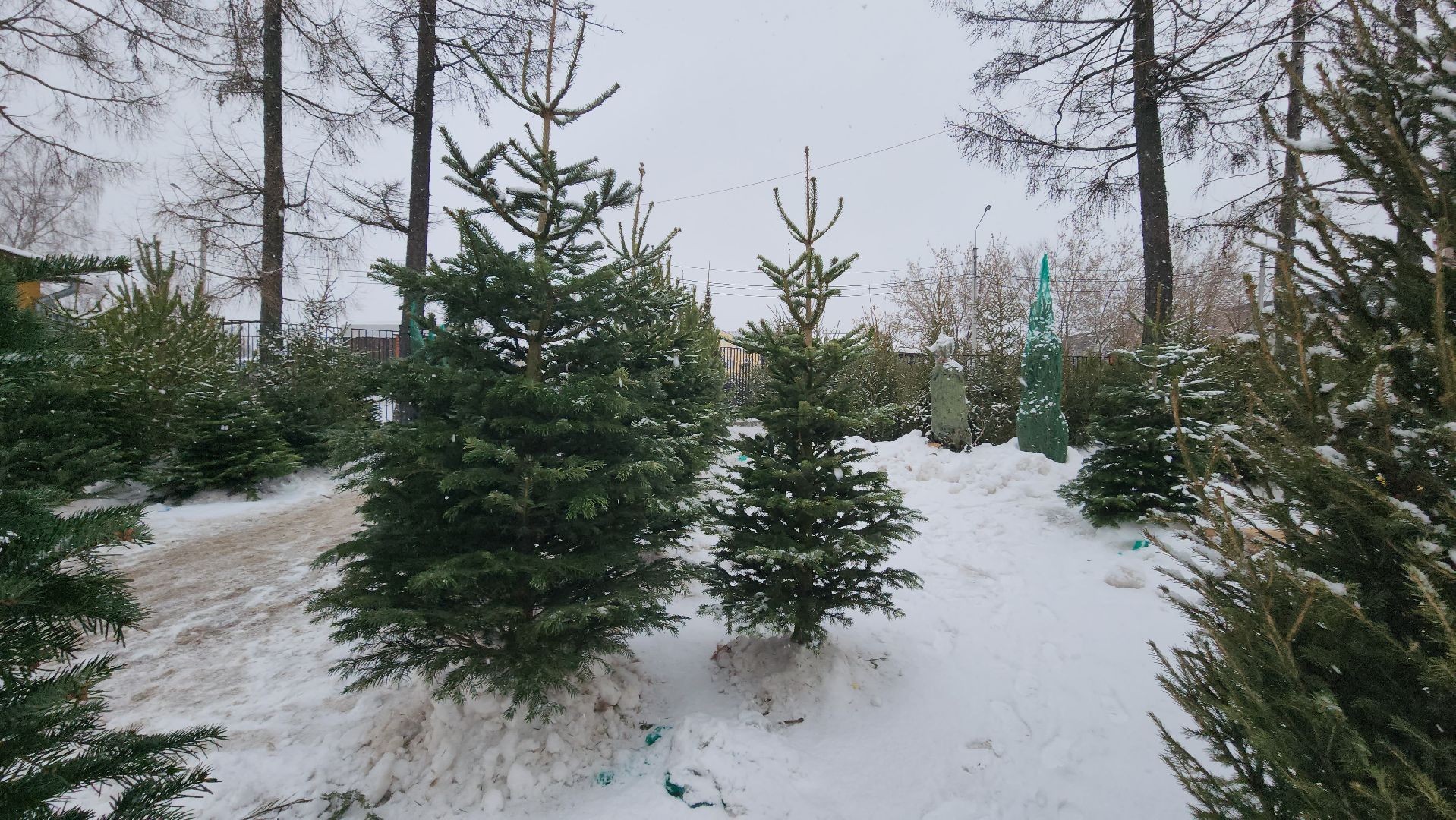 елочный базар, новый год, истра, вертикалки,