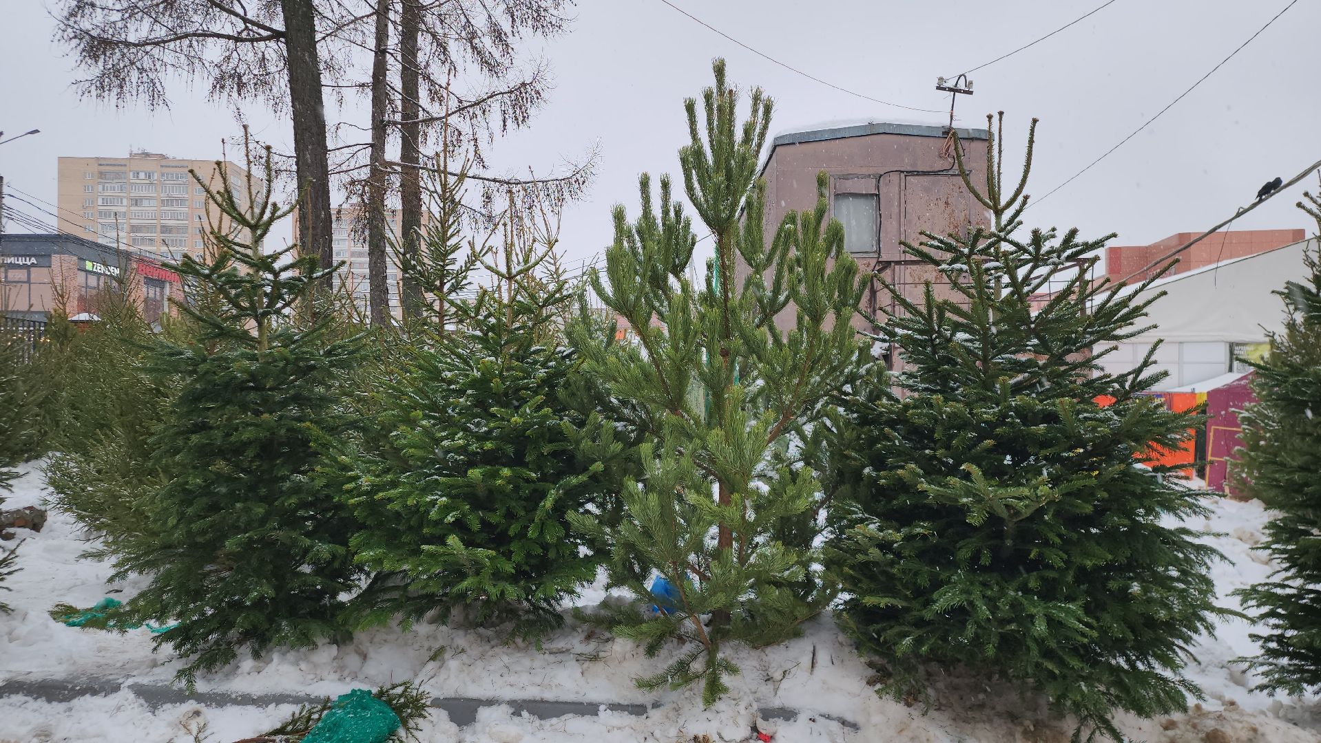 елочный базар, новый год, истра, вертикалки,