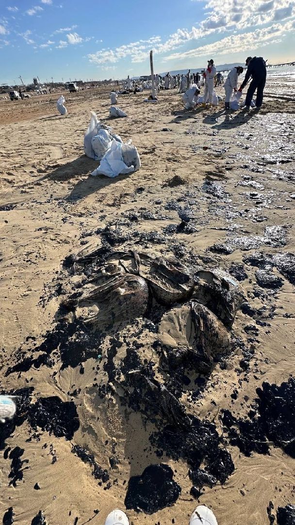 Волонтеры Подмосковья, Витязево, Волонтеры убирают пляжи Анапы,эксклюзив, экология, чп,общество,