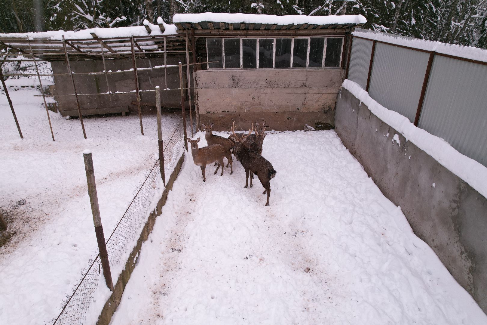 видео с коптера, руза, ферма, туризм, экотуризм,