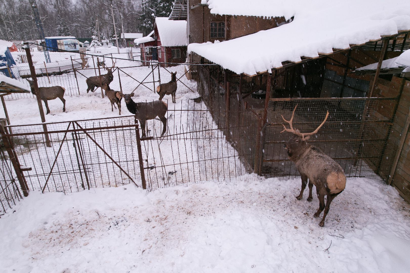 видео с коптера, руза, ферма, туризм, экотуризм,