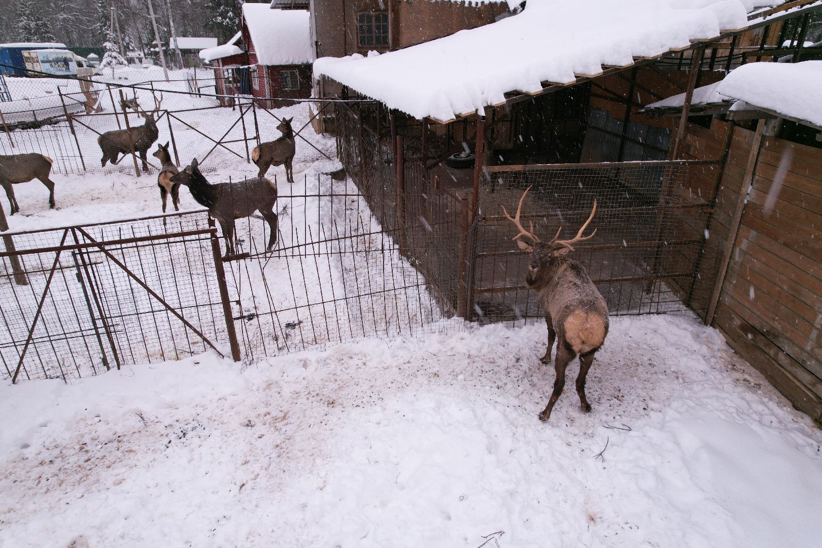видео с коптера, руза, ферма, туризм, экотуризм,