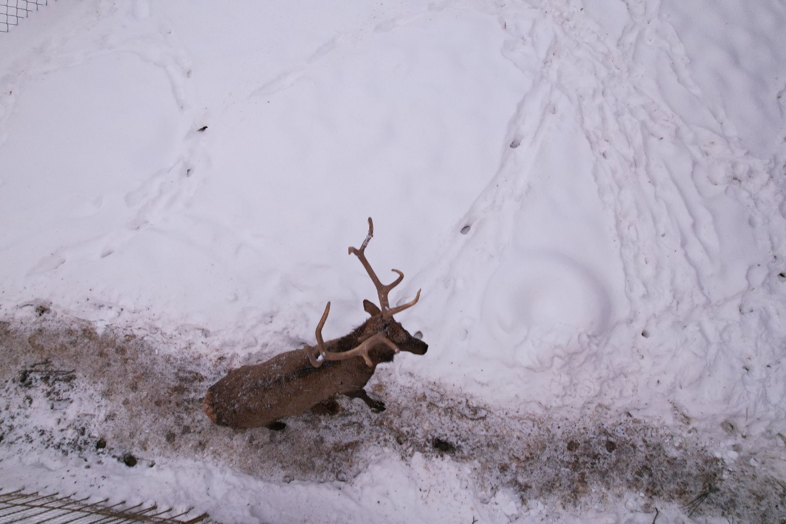 видео с коптера, руза, ферма, туризм, экотуризм,