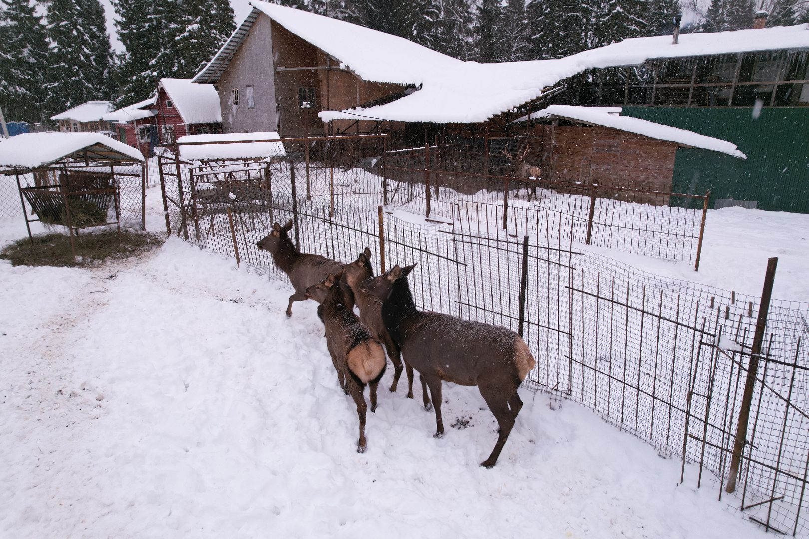 видео с коптера, руза, ферма, туризм, экотуризм,