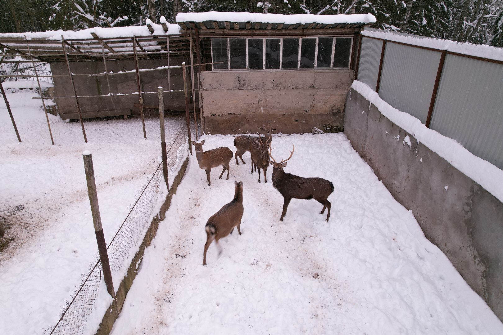 видео с коптера, руза, ферма, туризм, экотуризм,