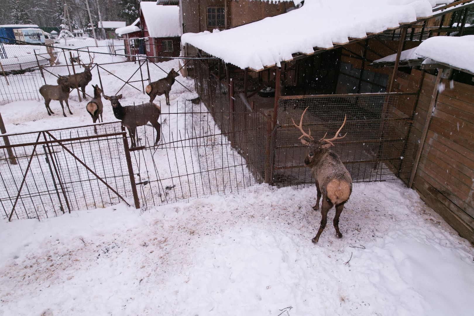 видео с коптера, руза, ферма, туризм, экотуризм,