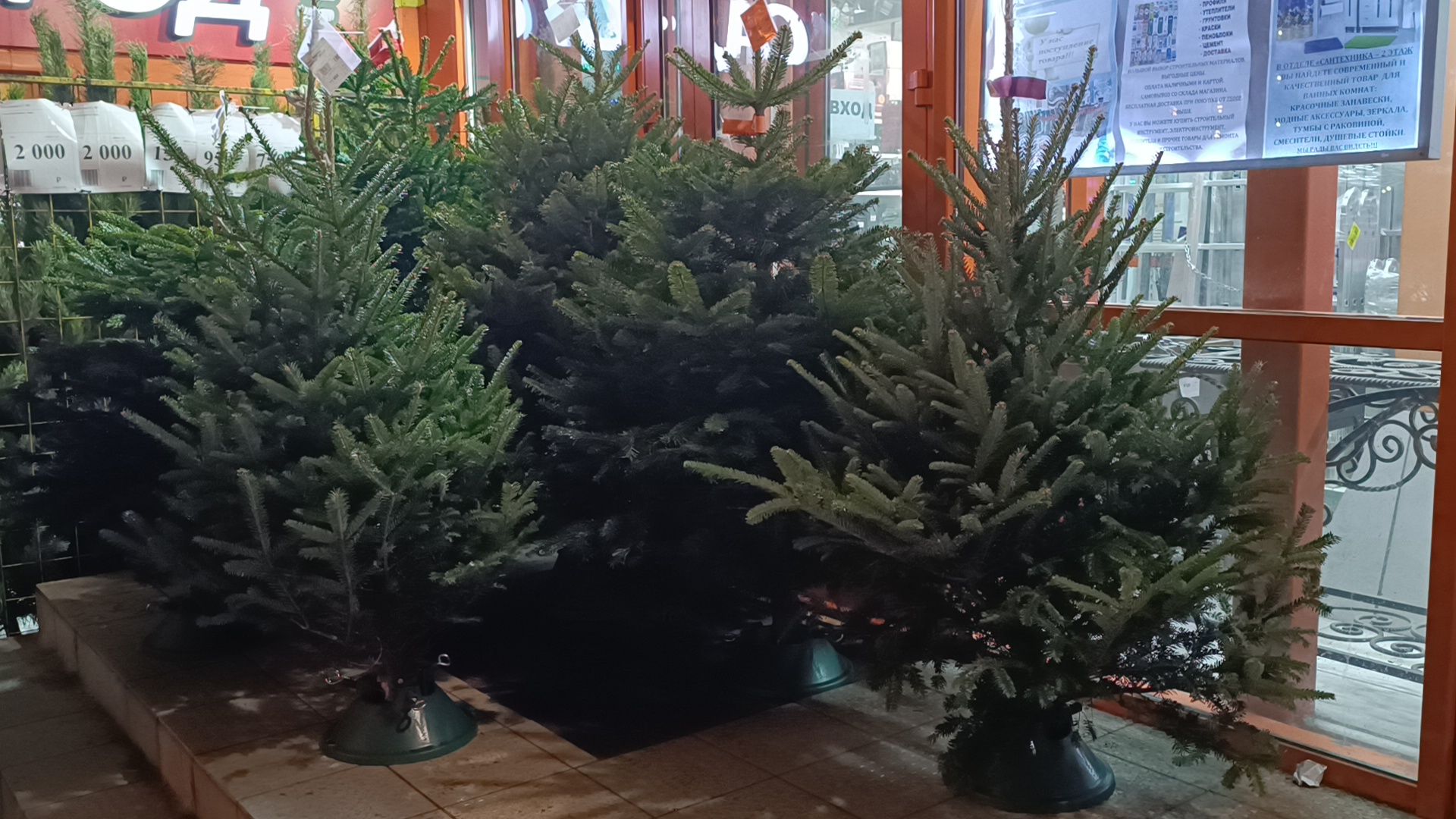 елочный базар, новый год, лобня, вертикалки,