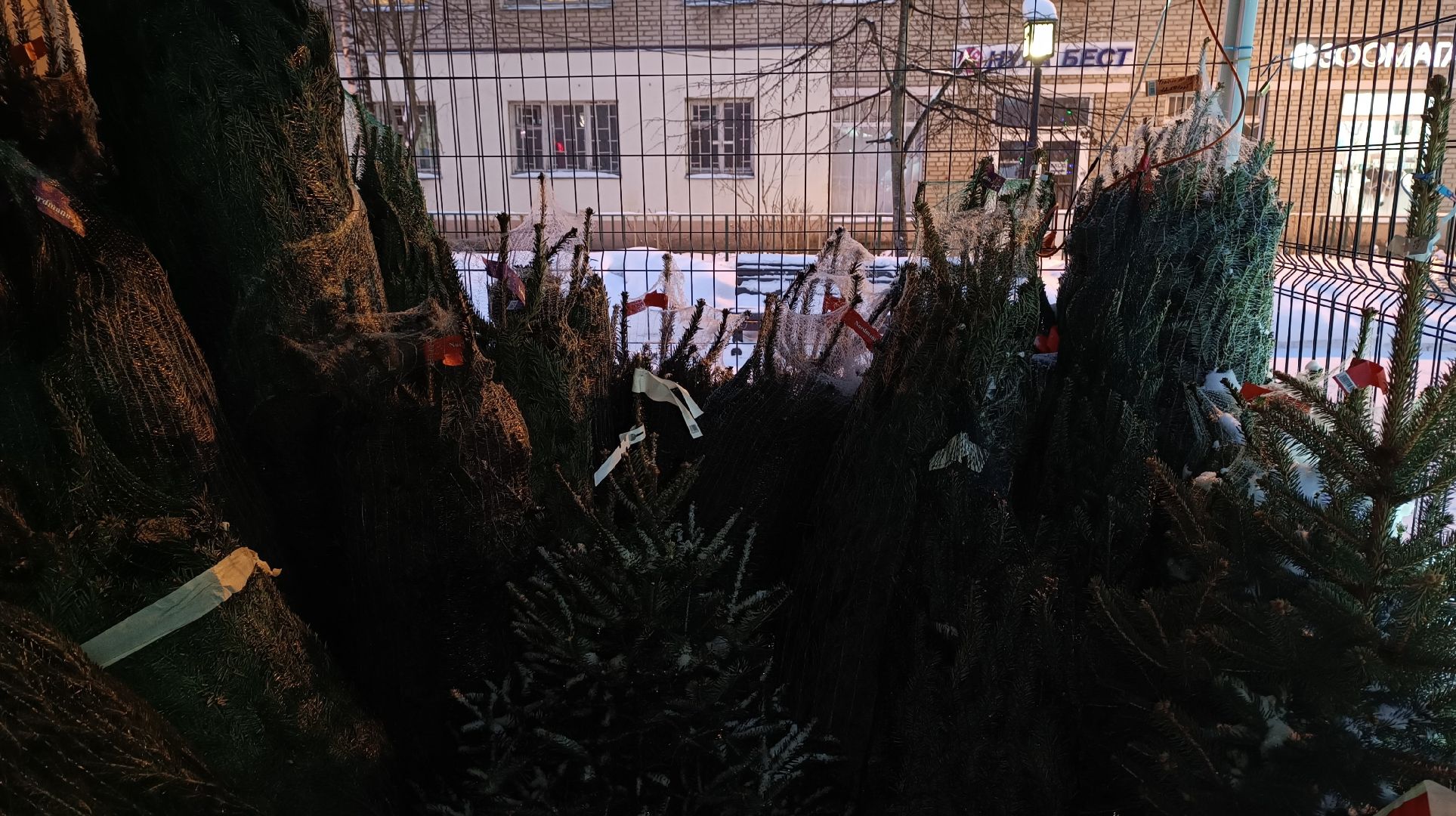 елочный базар, новый год, лобня, вертикалки,