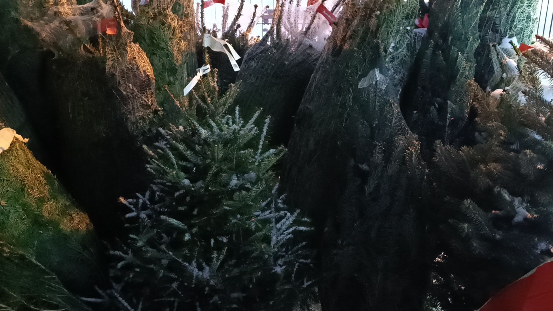 елочный базар, новый год, лобня, вертикалки,