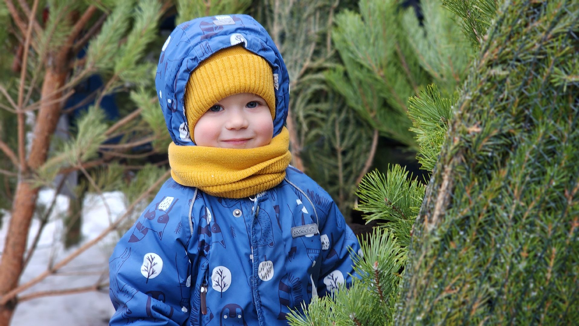 Новый год, новогодняя елка, праздник, Зима в Подмосковье, елочные базары, Лосино-Петровский,