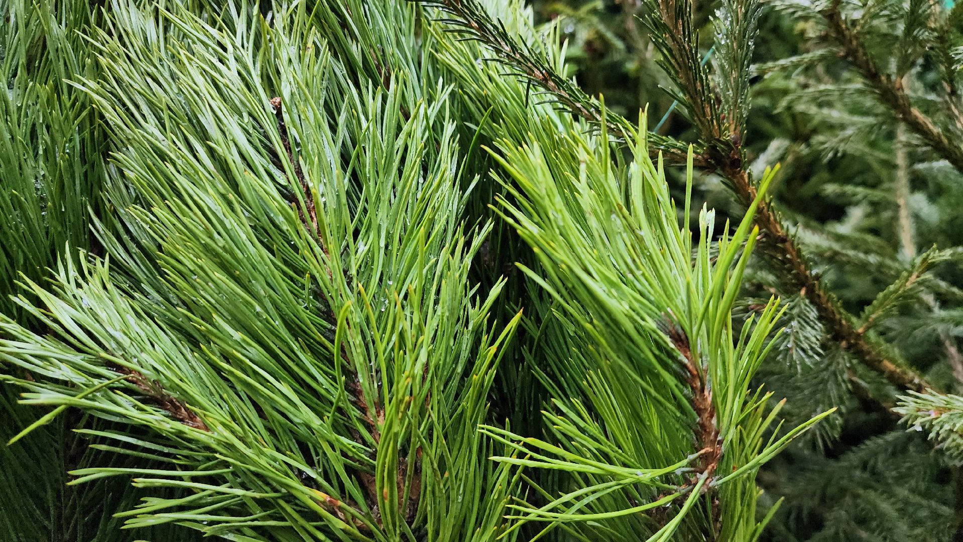 елочный базар, Новый год, живые елки, Старая Купавна, Богородский городской округ,