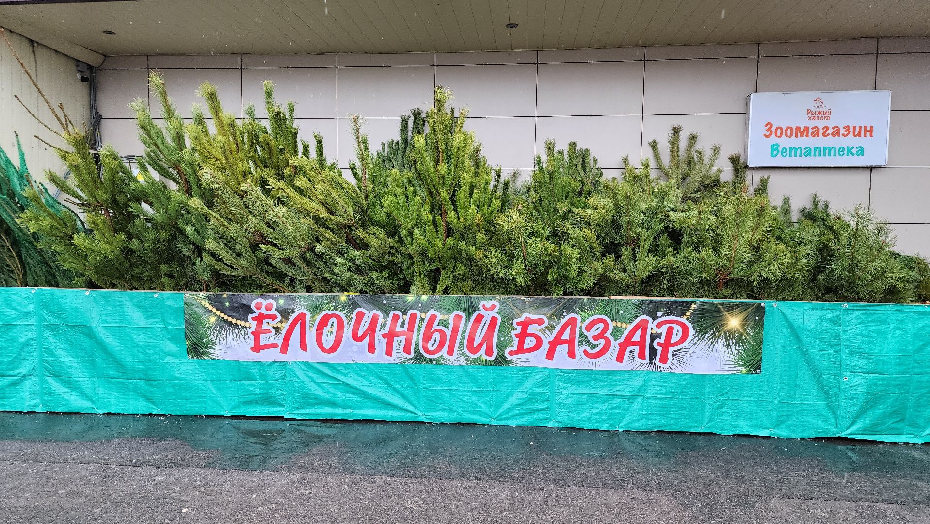 елочный базар, Новый год, живые елки, Старая Купавна, Богородский городской округ,