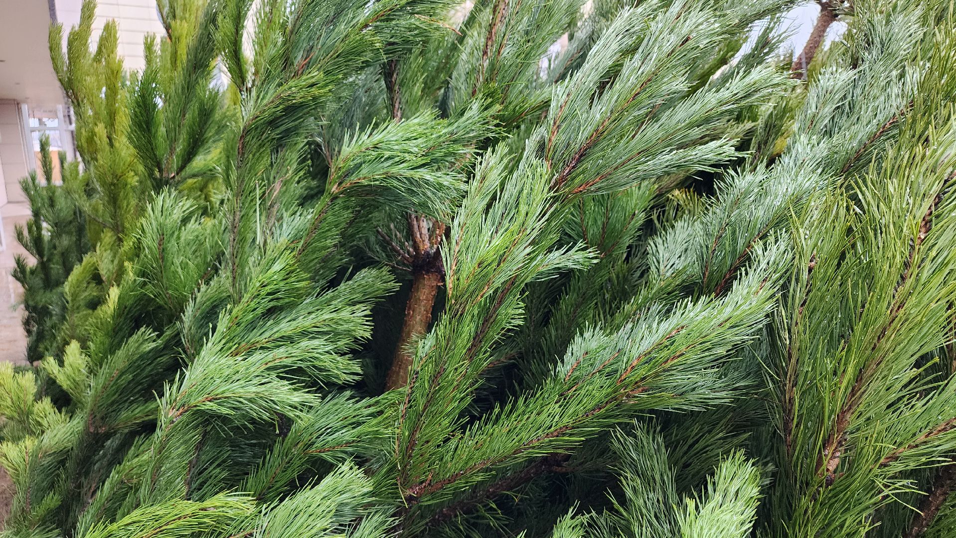 елочный базар, Новый год, живые елки, Старая Купавна, Богородский городской округ,