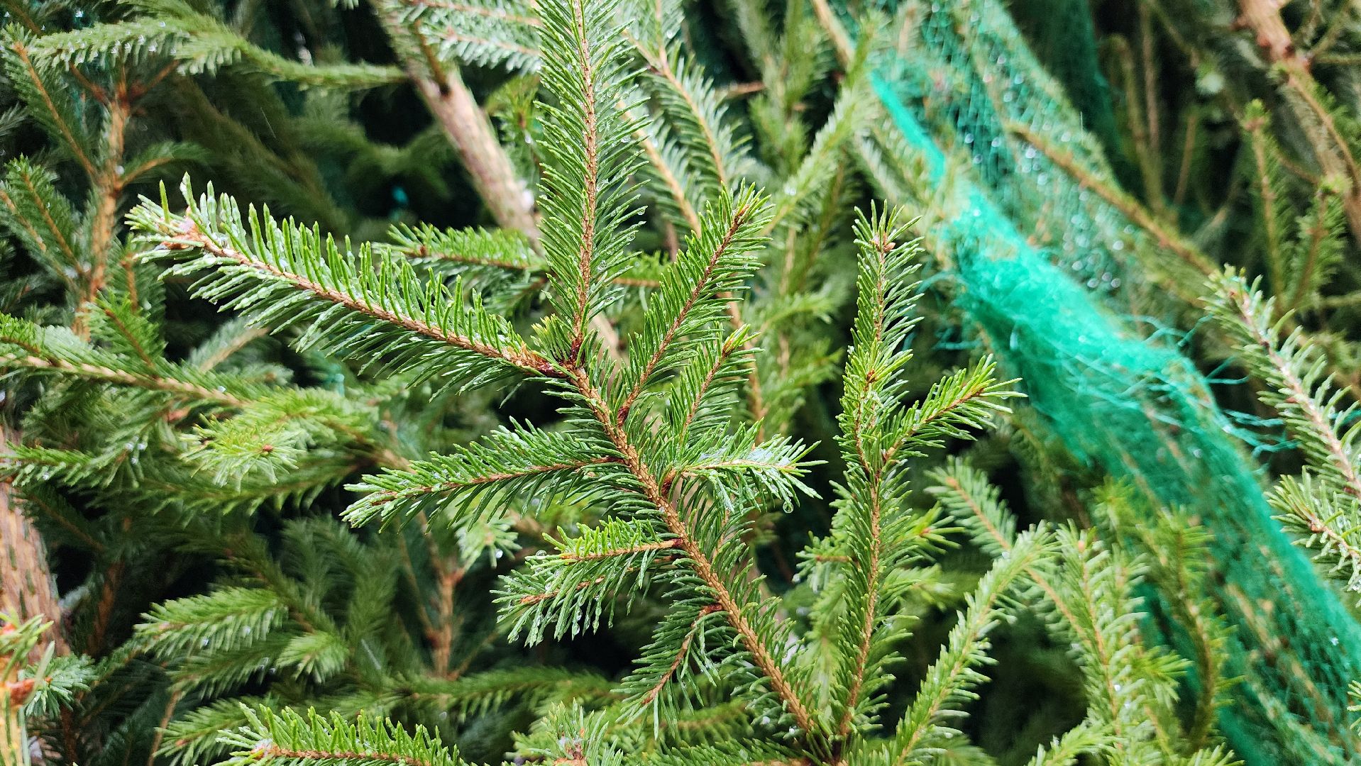 елочный базар, Новый год, живые елки, Старая Купавна, Богородский городской округ,