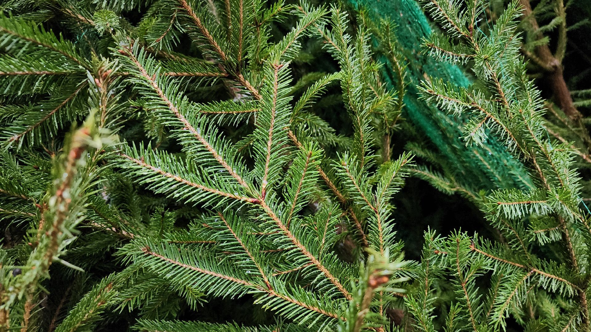 елочный базар, Новый год, живые елки, Старая Купавна, Богородский городской округ,