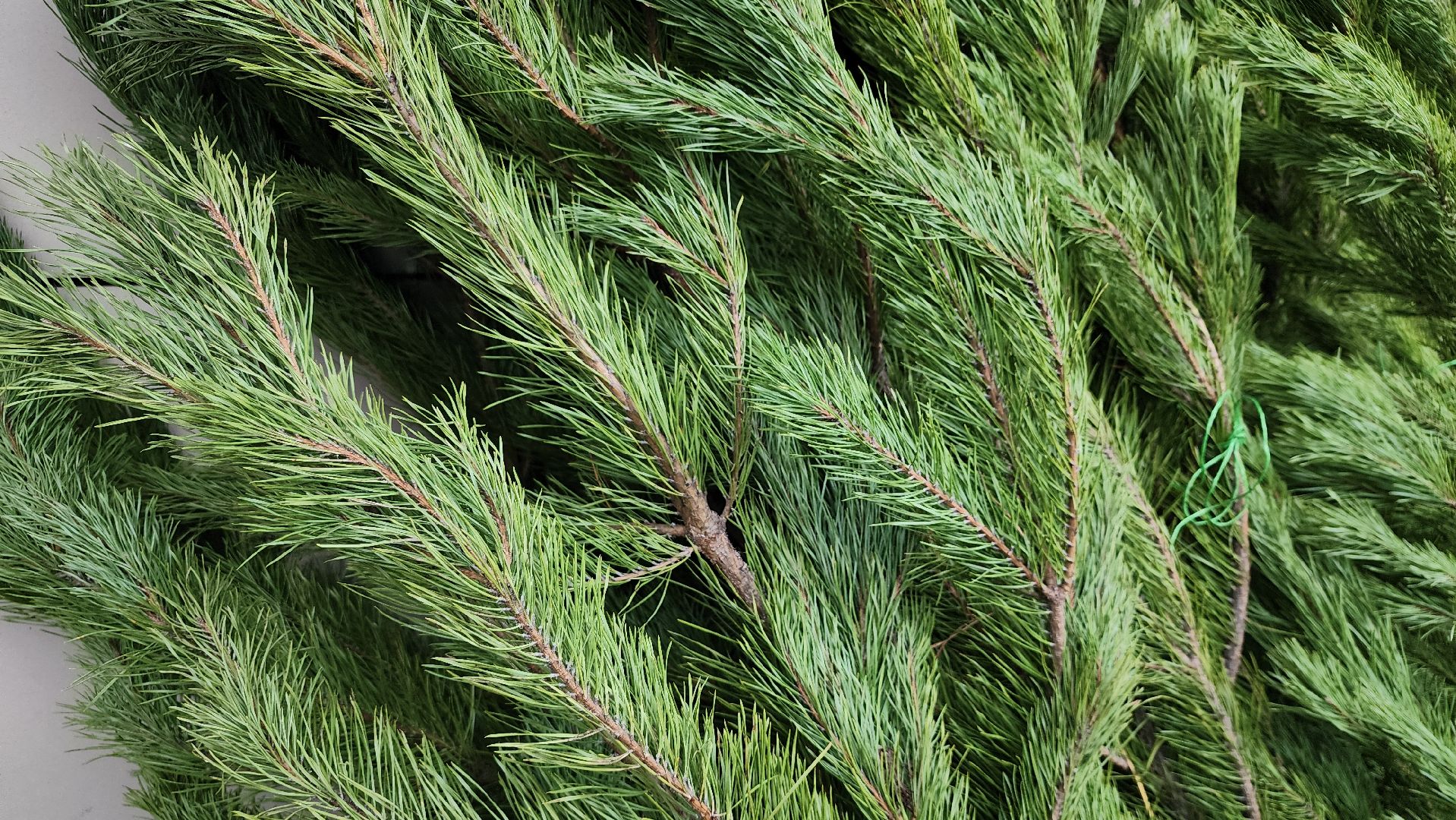 елочный базар, Новый год, живые елки, Старая Купавна, Богородский городской округ,