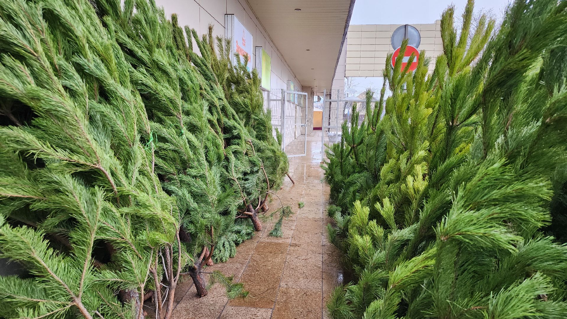 елочный базар, Новый год, живые елки, Старая Купавна, Богородский городской округ,