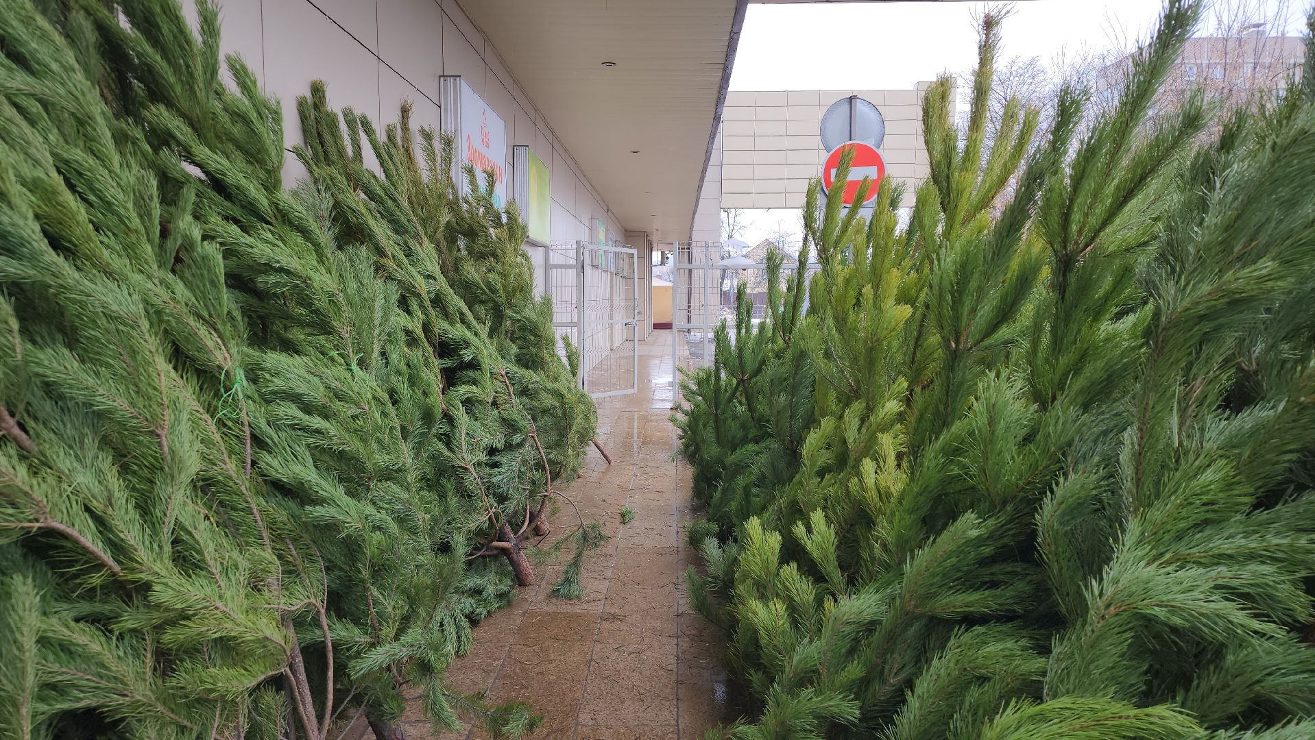 елочный базар, Новый год, живые елки, Старая Купавна, Богородский городской округ,