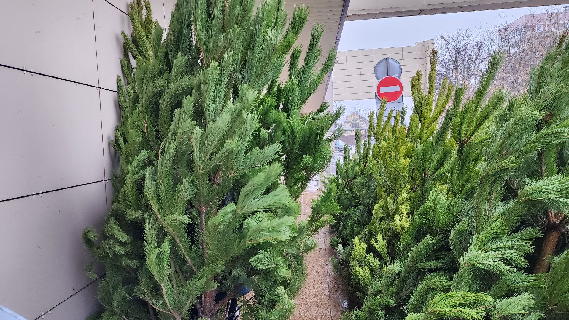 елочный базар, Новый год, живые елки, Старая Купавна, Богородский городской округ,