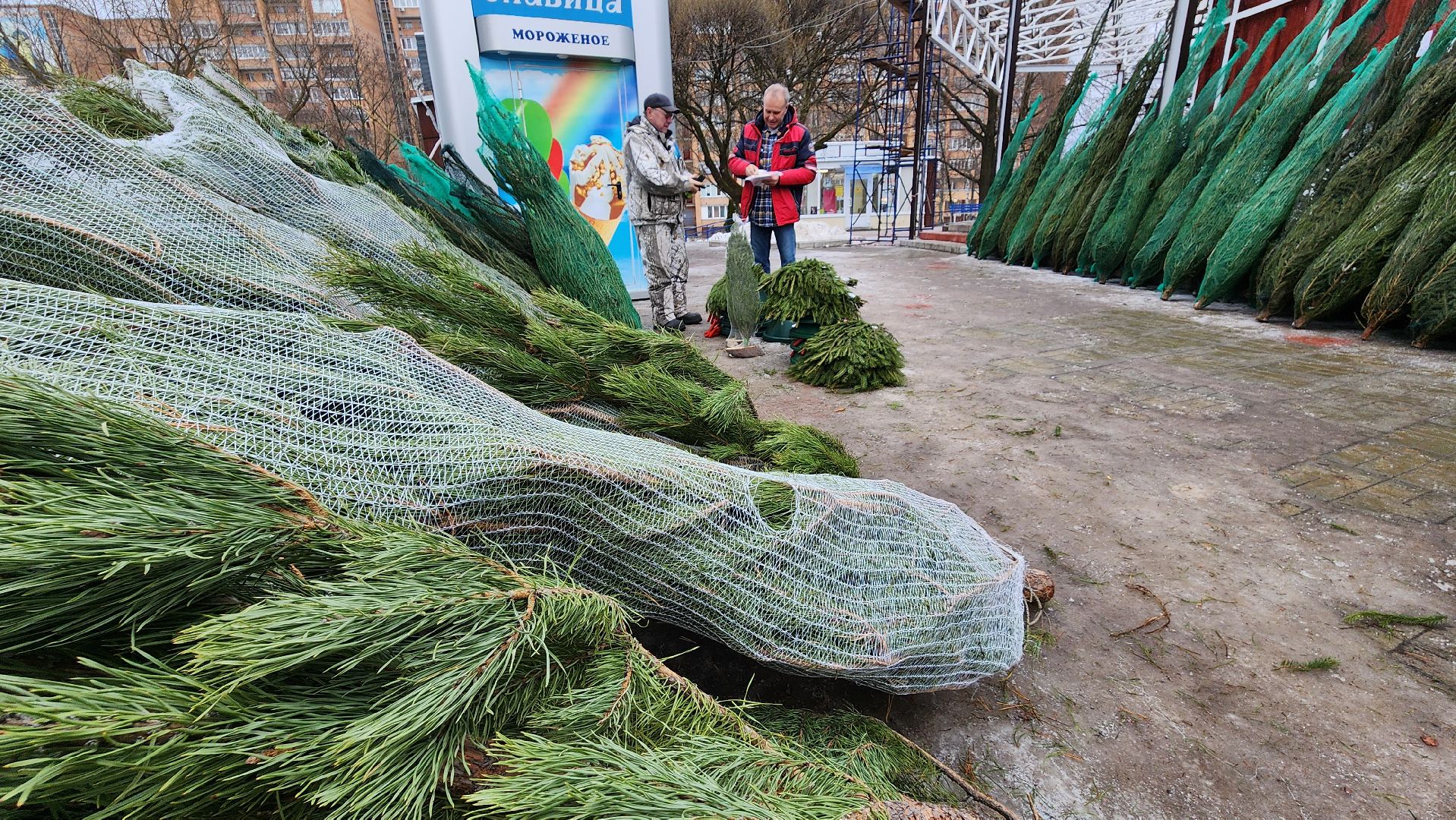 протвино, елочный базар, новый год, елки, г о серпухов,