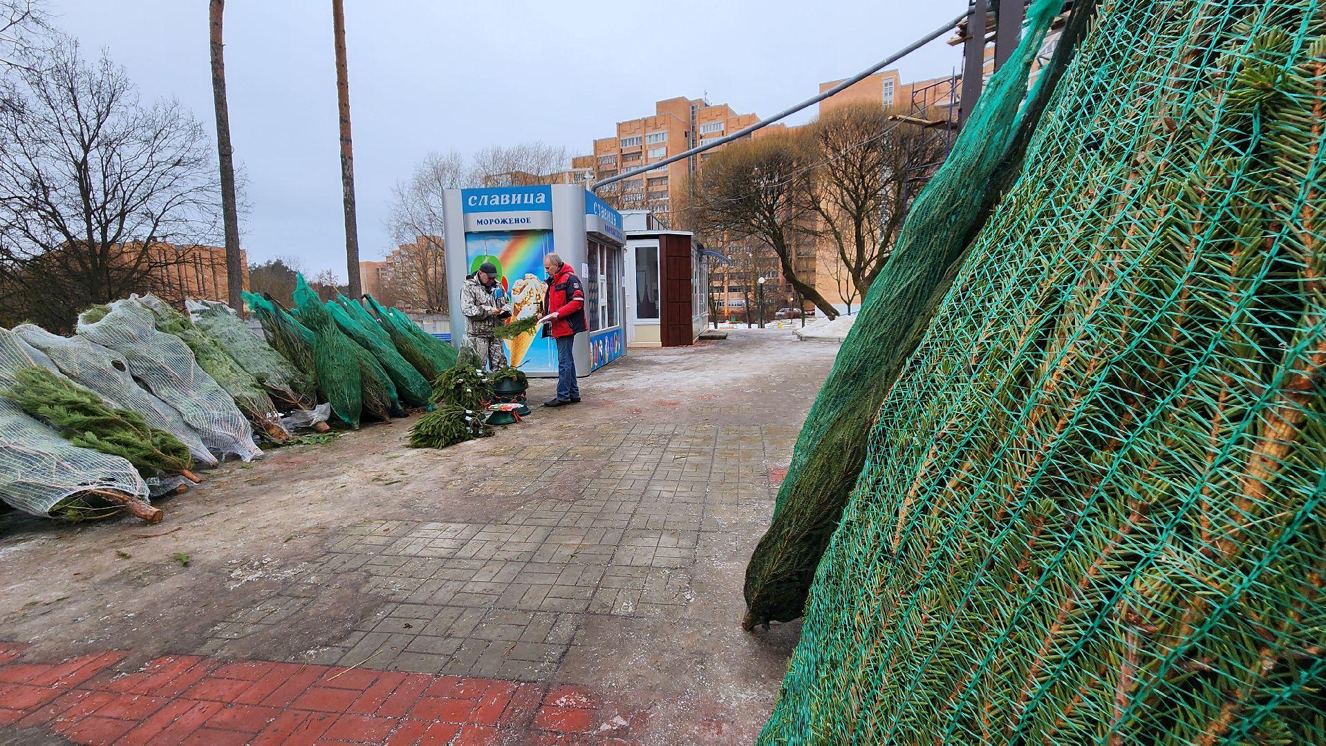 протвино, елочный базар, новый год, елки, г о серпухов,