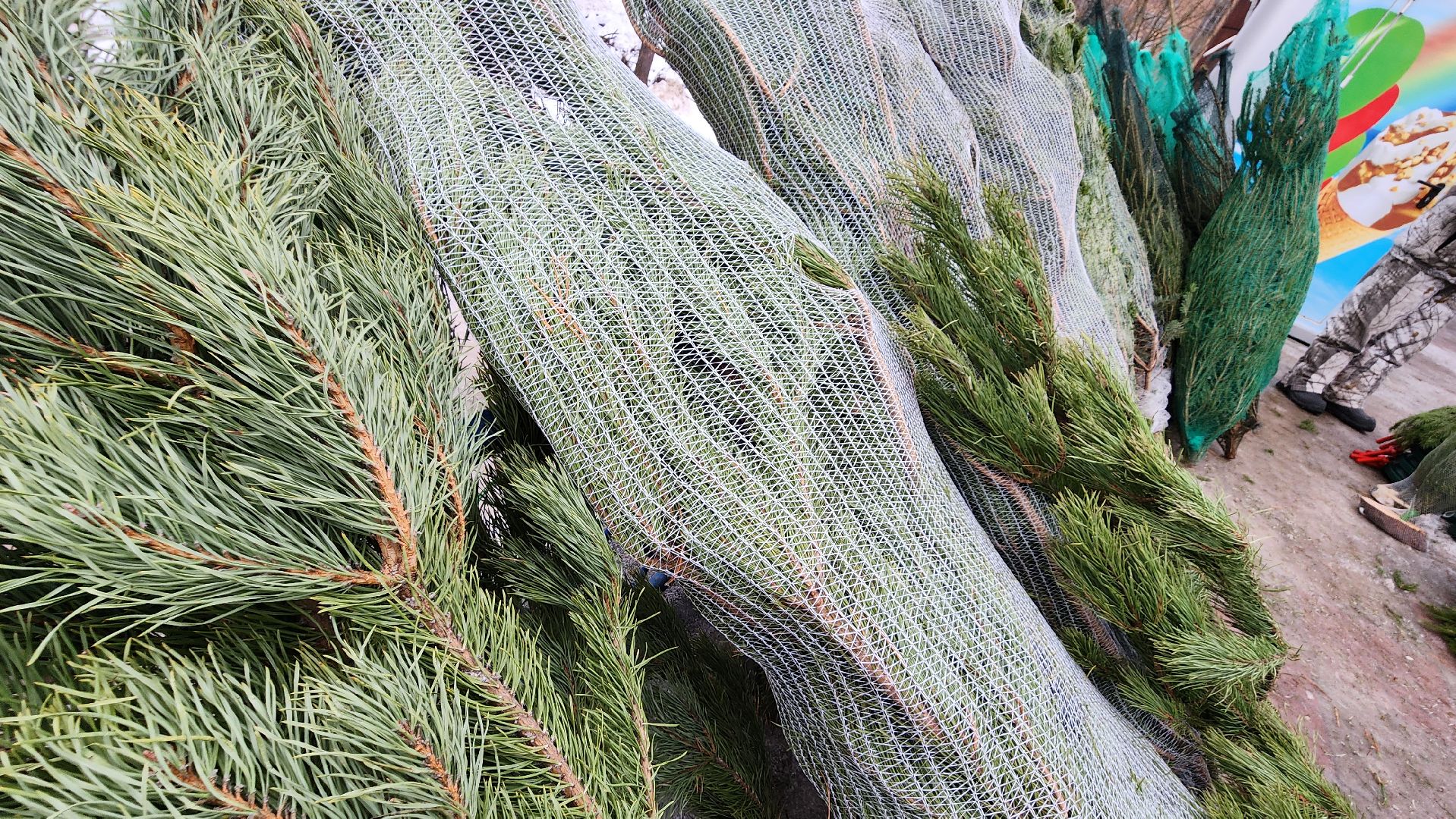 протвино, елочный базар, новый год, елки, г о серпухов,