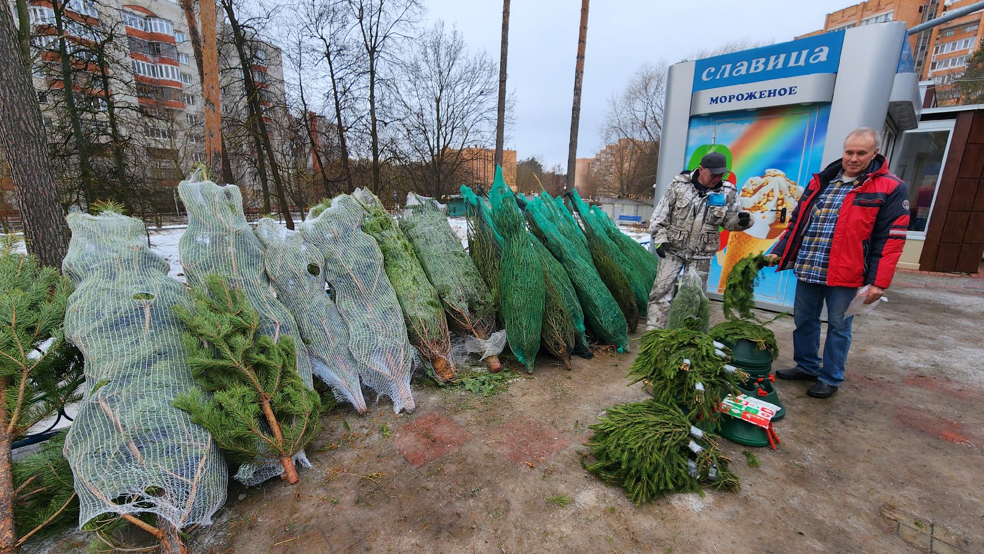 протвино, елочный базар, новый год, елки, г о серпухов,