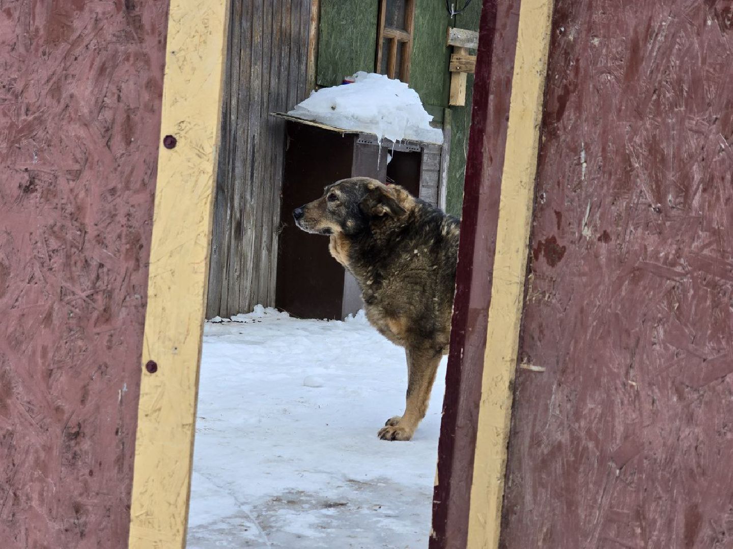 можайск, можайский городской округ, подмосковье, приют для бездомных дивотных, волонтеры, сбор средств, помощь животным, собаки, бездомные собаки, бездомные животные, приют для собак, благотворительный сбор, сбор средств на корм,
