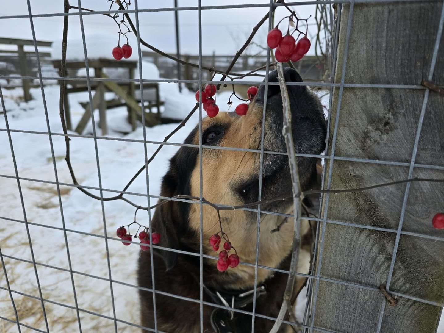 можайск, можайский городской округ, подмосковье, приют для бездомных дивотных, волонтеры, сбор средств, помощь животным, собаки, бездомные собаки, бездомные животные, приют для собак, благотворительный сбор, сбор средств на корм,