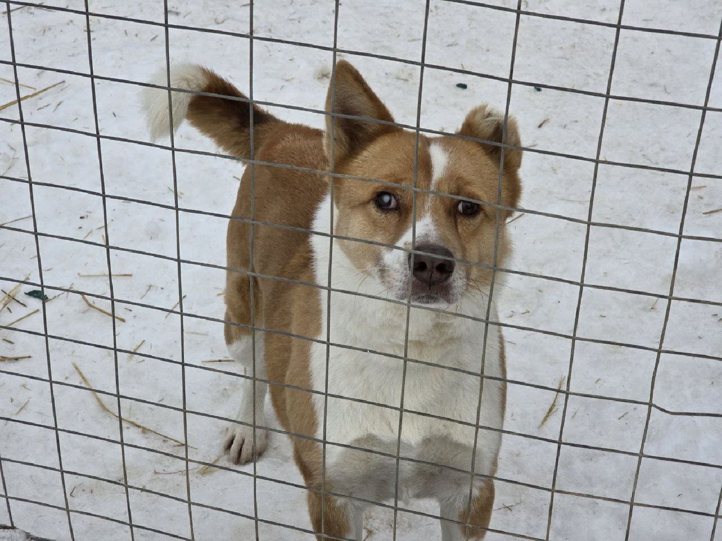 можайск, можайский городской округ, подмосковье, приют для бездомных дивотных, волонтеры, сбор средств, помощь животным, собаки, бездомные собаки, бездомные животные, приют для собак, благотворительный сбор, сбор средств на корм,
