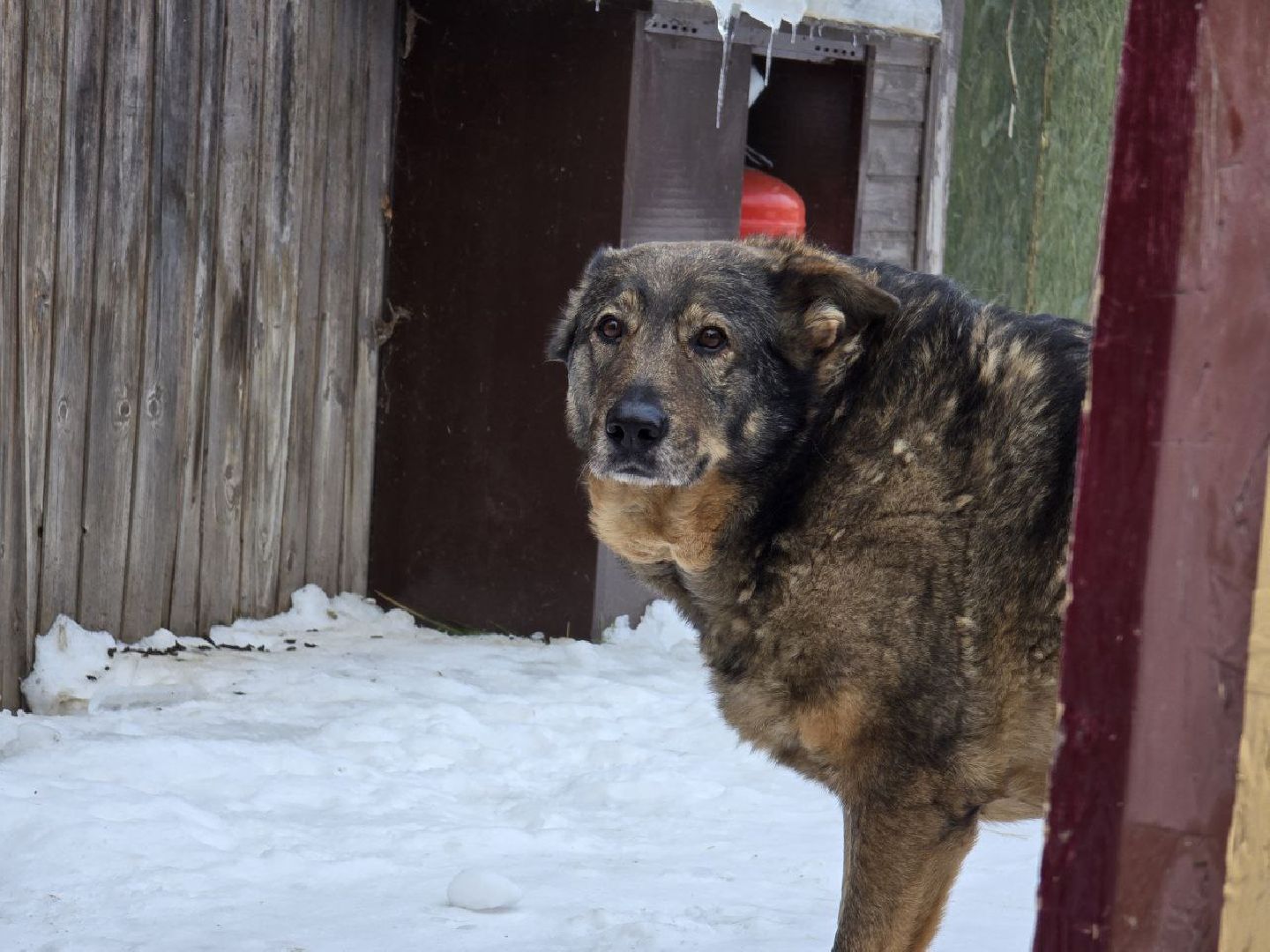 можайск, можайский городской округ, подмосковье, приют для бездомных дивотных, волонтеры, сбор средств, помощь животным, собаки, бездомные собаки, бездомные животные, приют для собак, благотворительный сбор, сбор средств на корм,