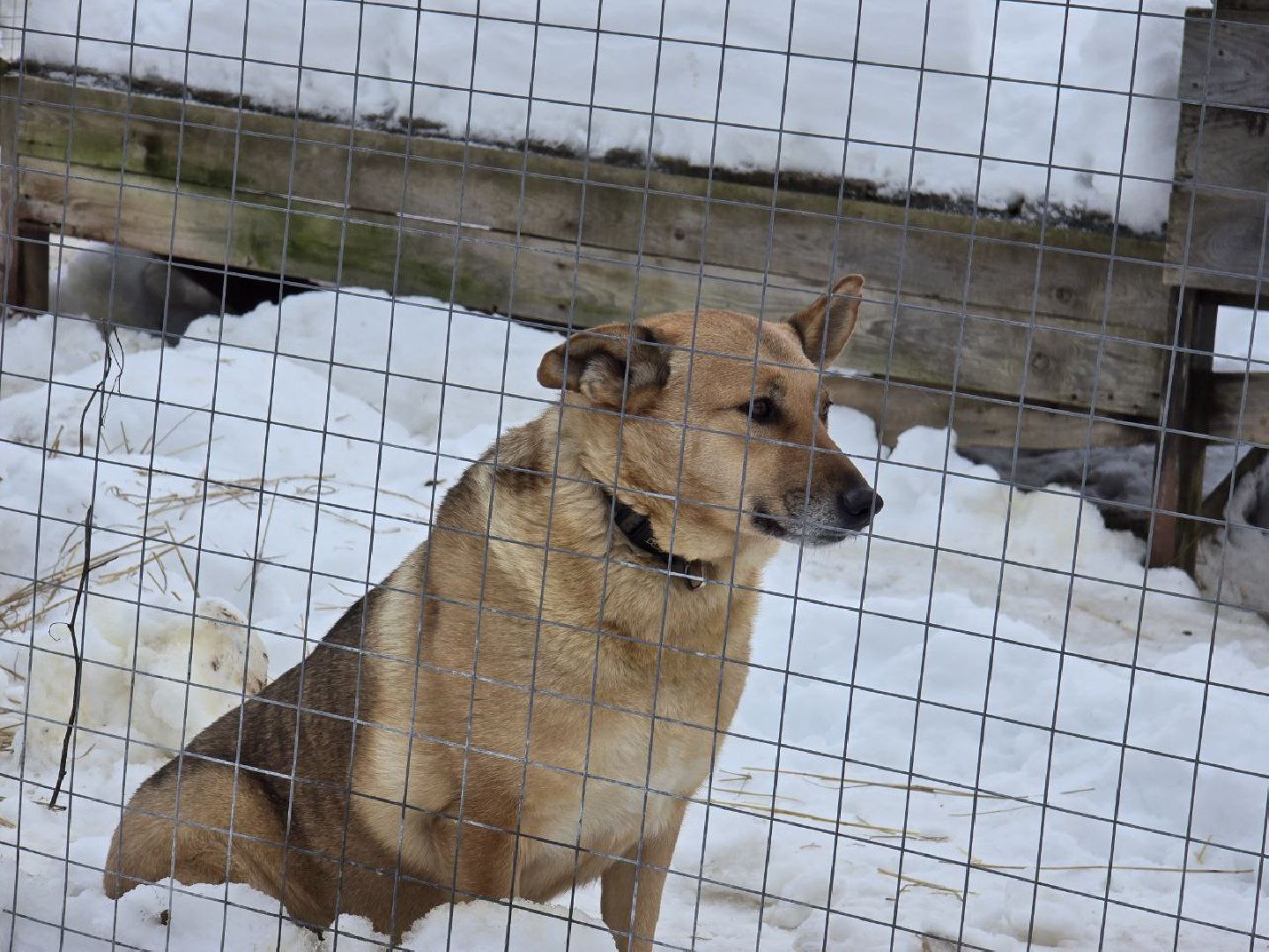можайск, можайский городской округ, подмосковье, приют для бездомных дивотных, волонтеры, сбор средств, помощь животным, собаки, бездомные собаки, бездомные животные, приют для собак, благотворительный сбор, сбор средств на корм,