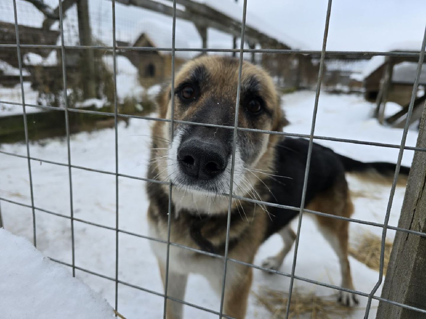 можайск, можайский городской округ, подмосковье, приют для бездомных дивотных, волонтеры, сбор средств, помощь животным, собаки, бездомные собаки, бездомные животные, приют для собак, благотворительный сбор, сбор средств на корм,